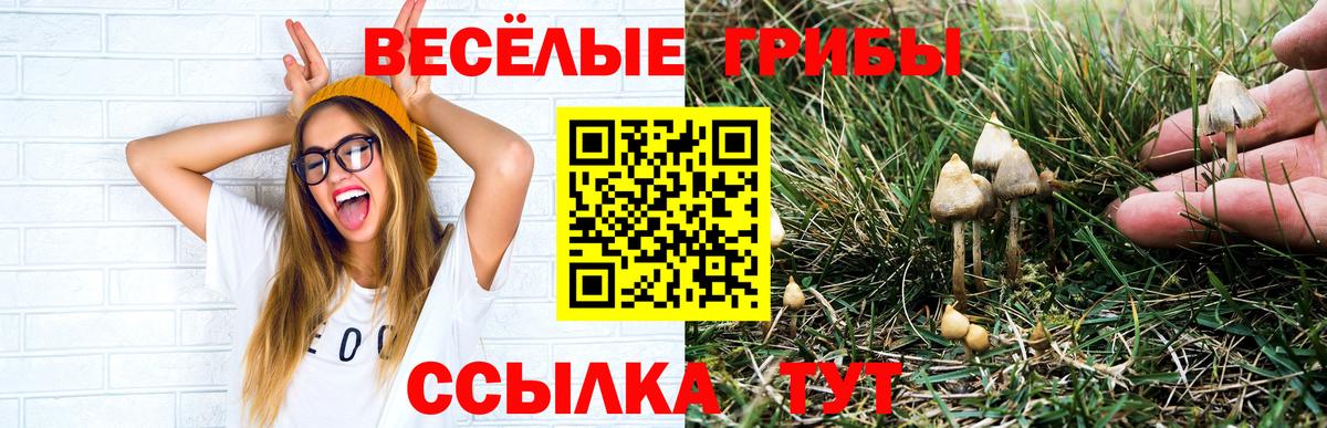 Псилоцибиновые грибы Psilocybe Ангарск